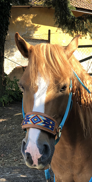 Halter Leather Nose Band